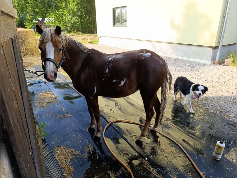 Welsh A (Mountain Pony) Mix Mare 2 years 11,2 hh Chestnut-Red in Markranst&#xE4;dt