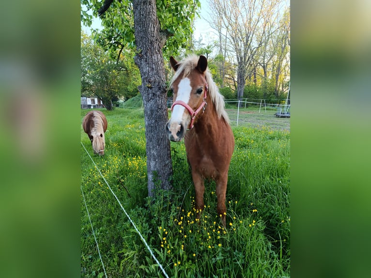 Welsh A (Mountain Pony) Mix Mare 2 years 11,2 hh Chestnut-Red in Markranst&#xE4;dt