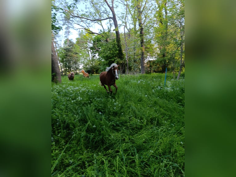 Welsh A (Mountain Pony) Mix Mare 2 years 11,2 hh Chestnut-Red in Markranst&#xE4;dt
