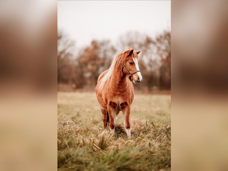 Welsh A (Mountain Pony) Mare 2 years 11,2 hh Chestnut-Red in Neum&#xFC;nster