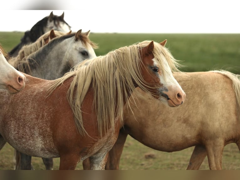Welsh A (Mountain Pony) Mare 2 years 11,2 hh Chestnut-Red in Aalten