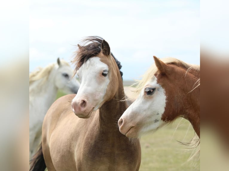 Welsh A (Mountain Pony) Mare 2 years 11,2 hh Chestnut-Red in Aalten
