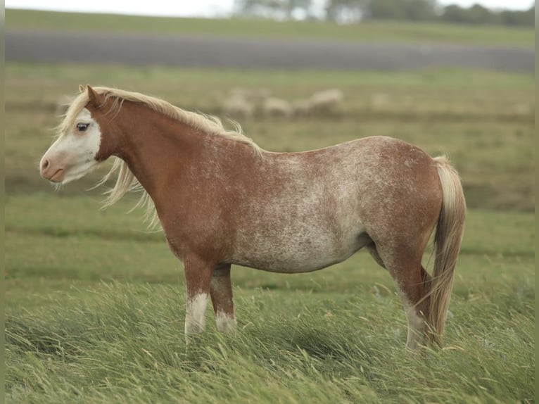 Welsh A (Mountain Pony) Mare 2 years 11,2 hh Chestnut-Red in Aalten