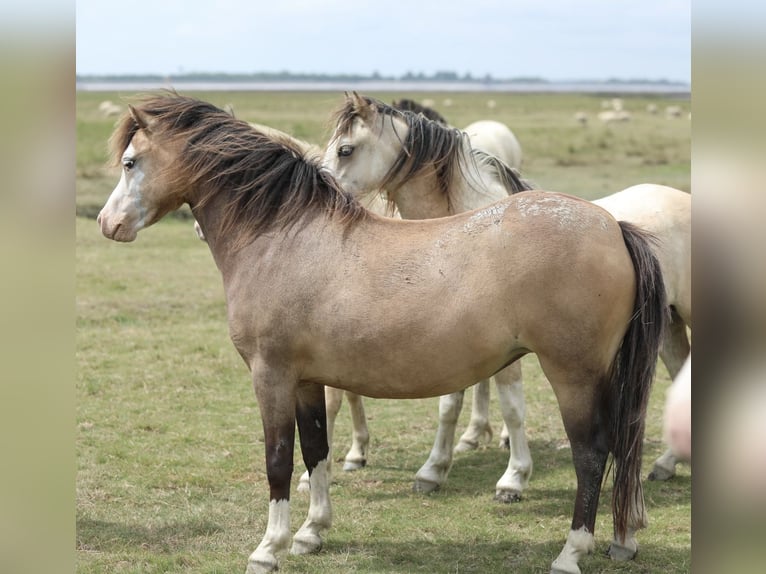 Welsh A (Mountain Pony) Mare 2 years 11,2 hh Dun in Aalten