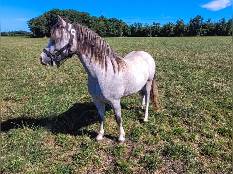 Welsh A (Mountain Pony) Mare 2 years 11,2 hh Gray in Haarle