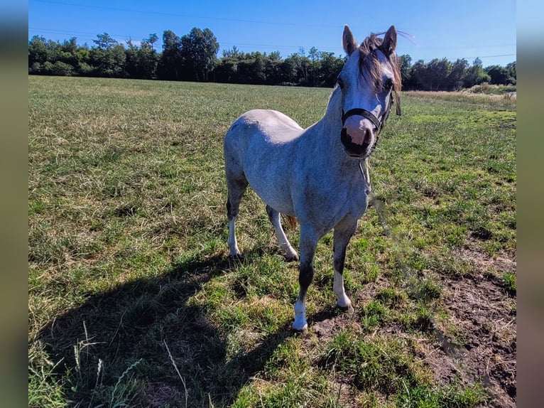 Welsh A (Mountain Pony) Mare 2 years 11,2 hh Gray in Haarle