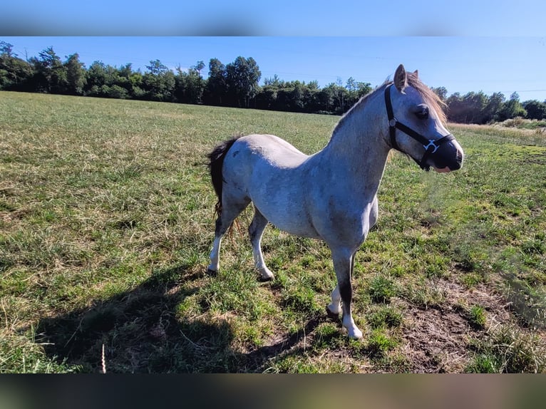 Welsh A (Mountain Pony) Mare 2 years 11,2 hh Gray in Haarle