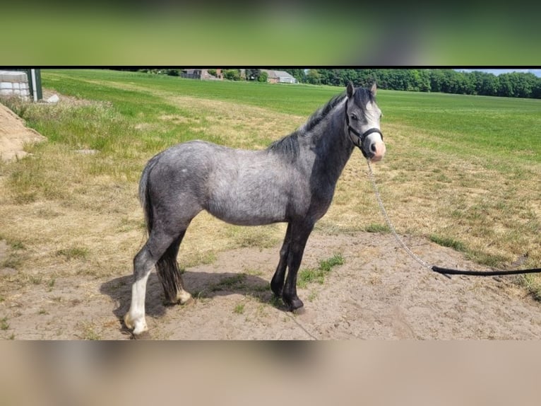 Welsh A (Mountain Pony) Mare 2 years 11,2 hh Gray in Haarle