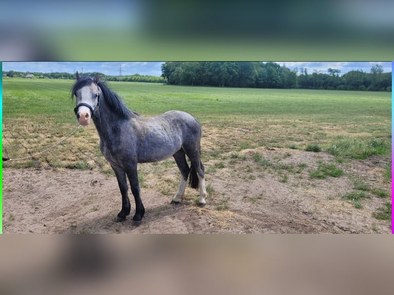 Welsh A (Mountain Pony) Mare 2 years 11,2 hh Gray in Haarle