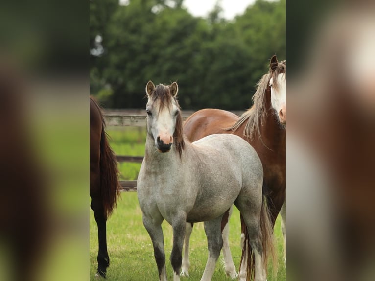 Welsh A (Mountain Pony) Mare 2 years 11,2 hh Gray in Aalten