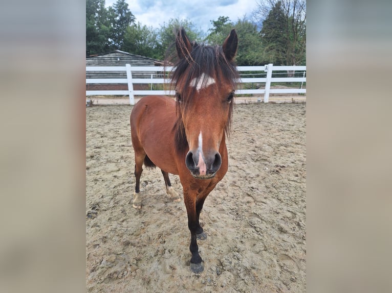 Welsh A (Mountain Pony) Mare 2 years Brown in Milsbeek