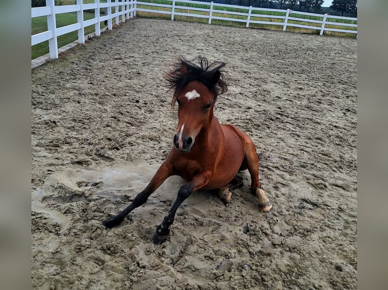 Welsh A (Mountain Pony) Mare 2 years Brown in Milsbeek