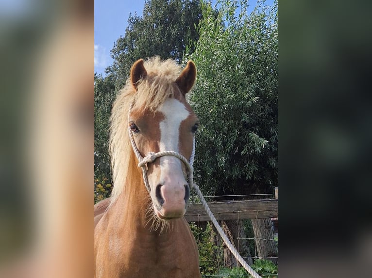 Welsh A (Mountain Pony) Mare 2 years Chestnut-Red in Boskoop