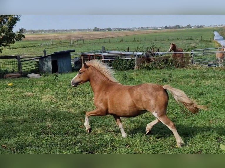 Welsh A (Mountain Pony) Mare 2 years Chestnut-Red in Boskoop