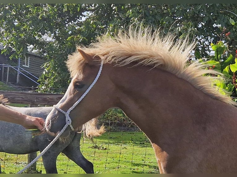 Welsh A (Mountain Pony) Mare 2 years Chestnut-Red in Boskoop