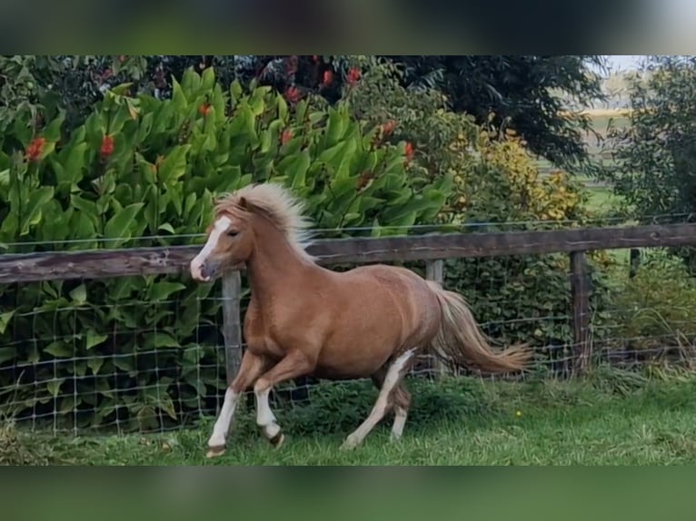 Welsh A (Mountain Pony) Mare 2 years Chestnut-Red in Boskoop