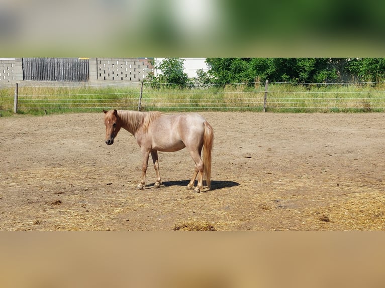 Welsh A (Mountain Pony) Mix Mare 3 years 10,2 hh Roan-Red in Hirm