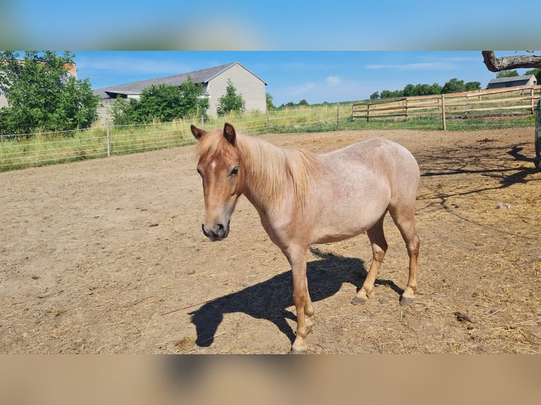 Welsh A (Mountain Pony) Mix Mare 3 years 10,2 hh Roan-Red in Hirm