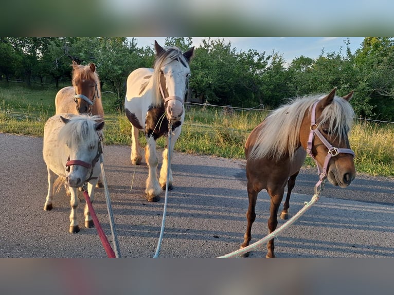 Welsh A (Mountain Pony) Mix Mare 3 years 10,2 hh Roan-Red in Hirm