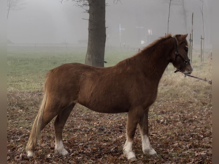 Welsh A (Mountain Pony) Mare 3 years 11.1 hh Chestnut-Red in Vledderveen