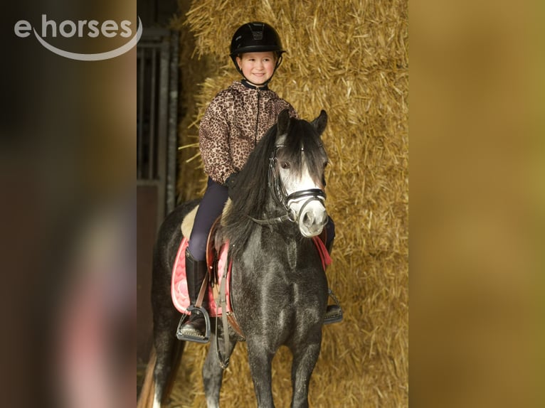 Welsh A (Mountain Pony) Mare 3 years 11.1 hh Grey-Blue-Tan in Groningen