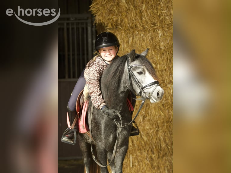 Welsh A (Mountain Pony) Mare 3 years 11.1 hh Grey-Blue-Tan in Groningen
