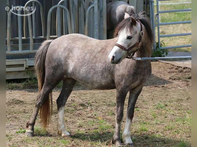Welsh A (Mountain Pony) Mare 3 years 11.1 hh Grey-Dapple in Dischingen