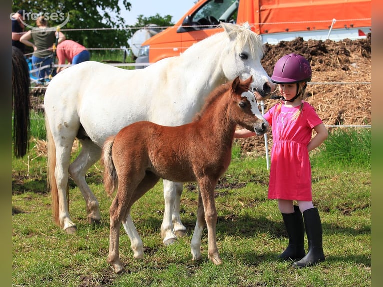 Welsh A (Mountain Pony) Mare 3 years 11.1 hh Grey-Dapple in Dischingen