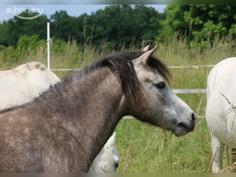 Welsh A (Mountain Pony) Mare 3 years 11.1 hh Grey-Dapple in Dischingen