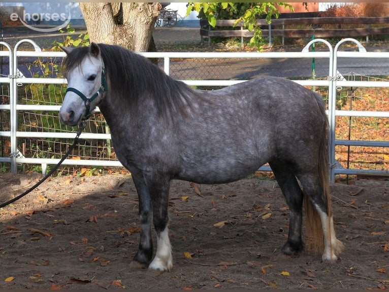 Welsh A (Mountain Pony) Mare 3 years 11.1 hh Grey-Dapple in Dischingen