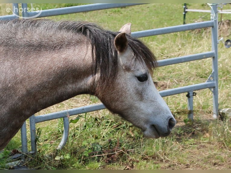 Welsh A (Mountain Pony) Mare 3 years 11.1 hh Grey-Dapple in Dischingen