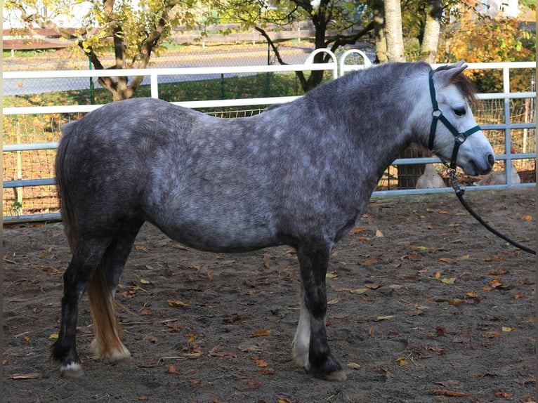 Welsh A (Mountain Pony) Mare 3 years 11.1 hh Grey-Dapple in Dischingen