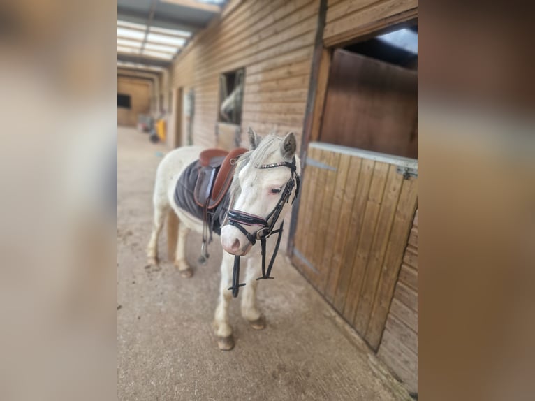 Welsh A (Mountain Pony) Mare 3 years 11.1 hh Grey in Swansea