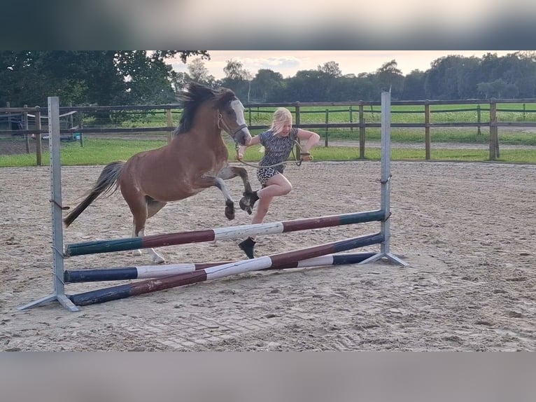Welsh A (Mountain Pony) Mare 3 years 11.1 hh Grey in Castenray