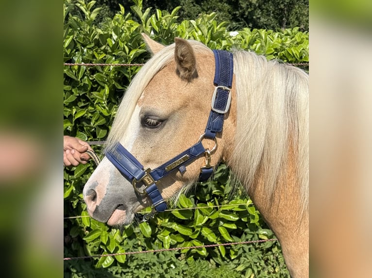 Welsh A (Mountain Pony) Mare 3 years 11.1 hh Palomino in IJsselstein