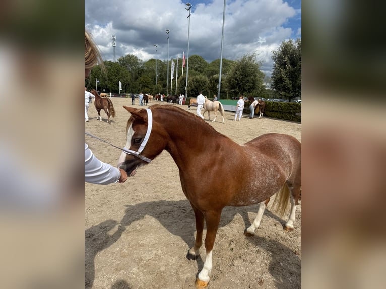 Welsh A (Mountain Pony) Mare 3 years 11.1 hh Sorrel in Groningen