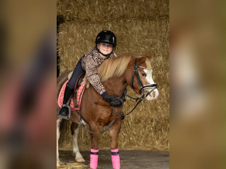 Welsh A (Mountain Pony) Mare 3 years 11.1 hh Sorrel in Groningen