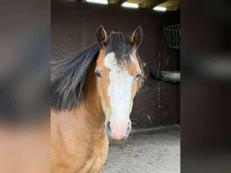 Welsh A (Mountain Pony) Mare 3 years 11.2 hh Brown in Hude (Oldenburg)