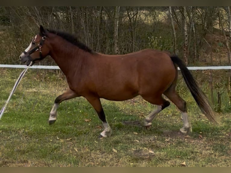 Welsh A (Mountain Pony) Mare 3 years 11.2 hh Brown in Hude (Oldenburg)