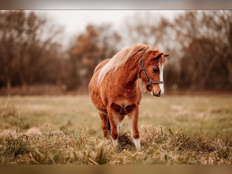 Welsh A (Mountain Pony) Mare 3 years 11,2 hh Chestnut-Red in Neumünster
