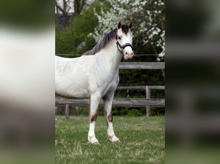Welsh A (Mountain Pony) Mare 3 years 11.2 hh Grey-Red-Tan in Hengelo (Gld)