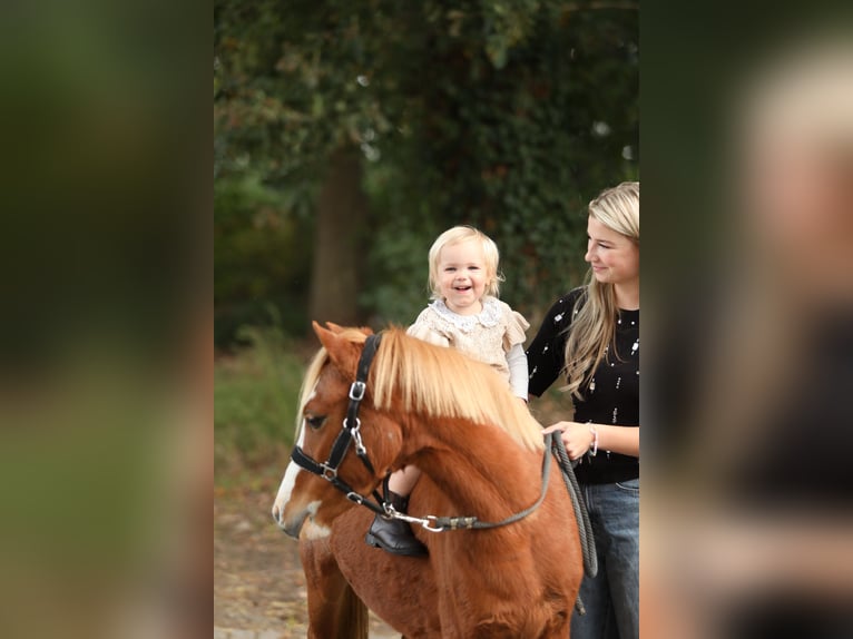 Welsh A (Mountain Pony) Mare 3 years 11.2 hh Sorrel in Aalten