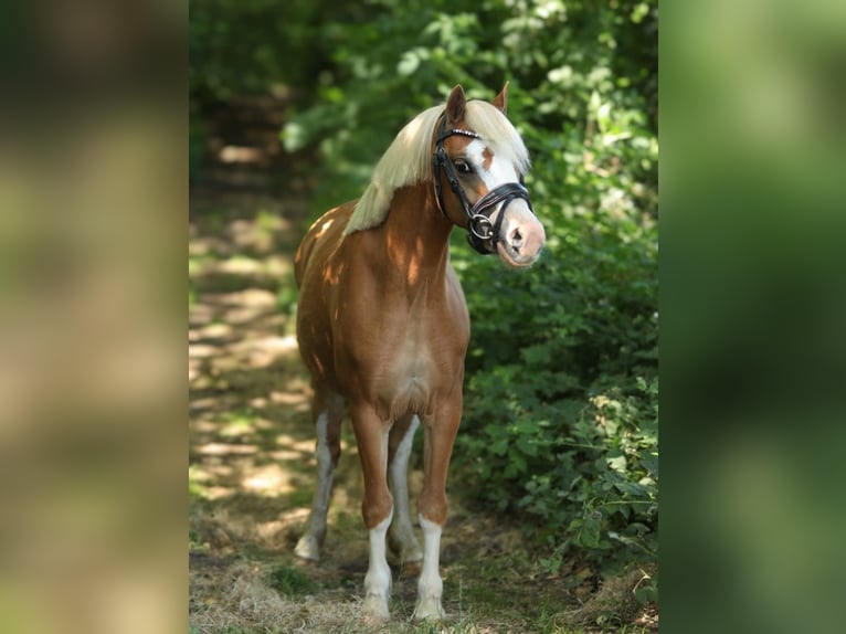 Welsh A (Mountain Pony) Mare 3 years 11,1 hh Chestnut-Red in Aalten