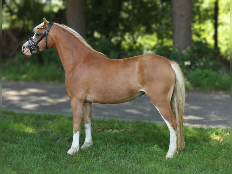 Welsh A (Mountain Pony) Mare 3 years 11,1 hh Chestnut-Red in Aalten