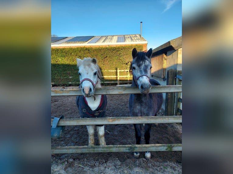 Welsh A (Mountain Pony) Mare 3 years 11,1 hh Gray in Stekene