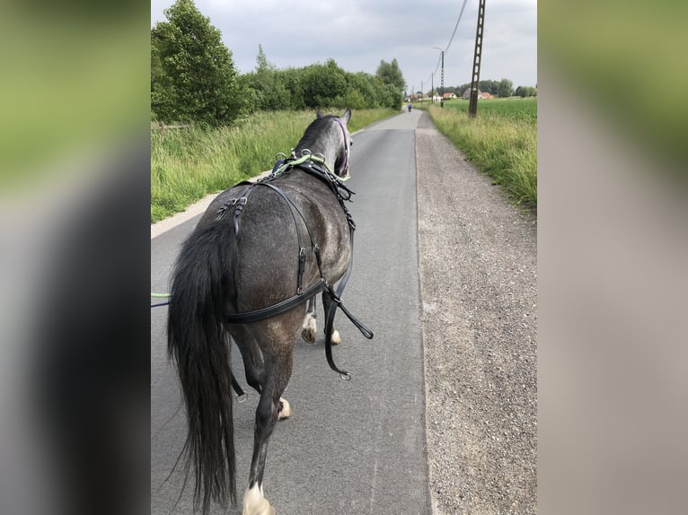 Welsh A (Mountain Pony) Mare 3 years 11,1 hh Gray in Stekene