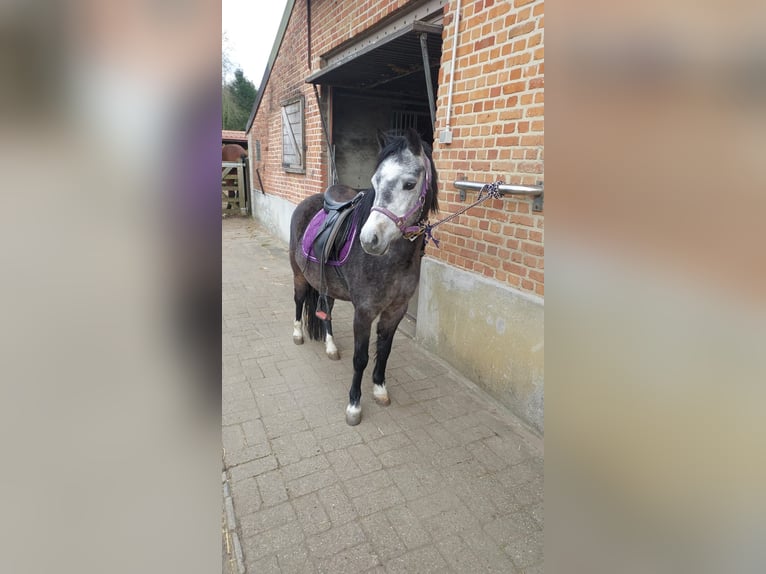 Welsh A (Mountain Pony) Mare 3 years 11,1 hh Gray in Stekene