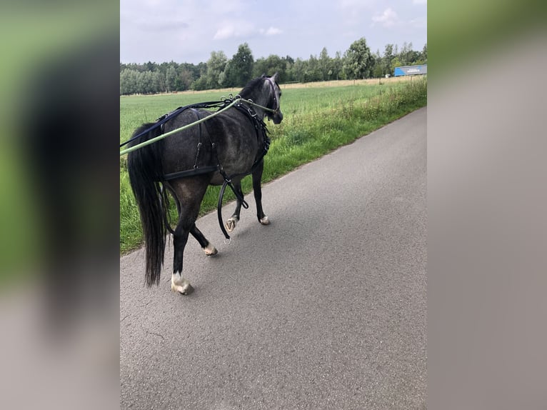 Welsh A (Mountain Pony) Mare 3 years 11,1 hh Gray in Stekene