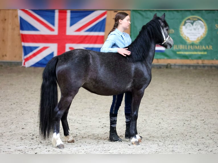 Welsh A (Mountain Pony) Mare 3 years 11,1 hh Gray in Stekene