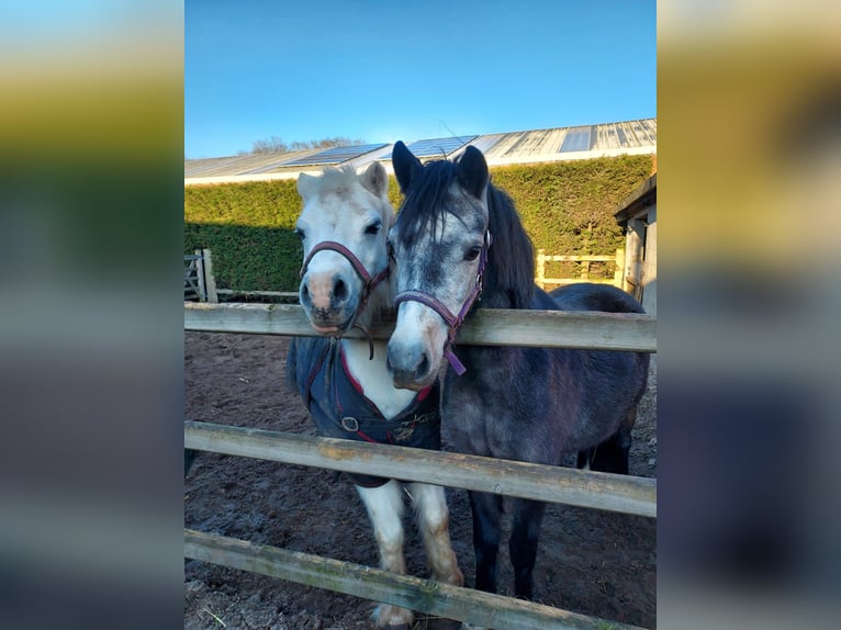 Welsh A (Mountain Pony) Mare 3 years 11,1 hh Gray in Stekene